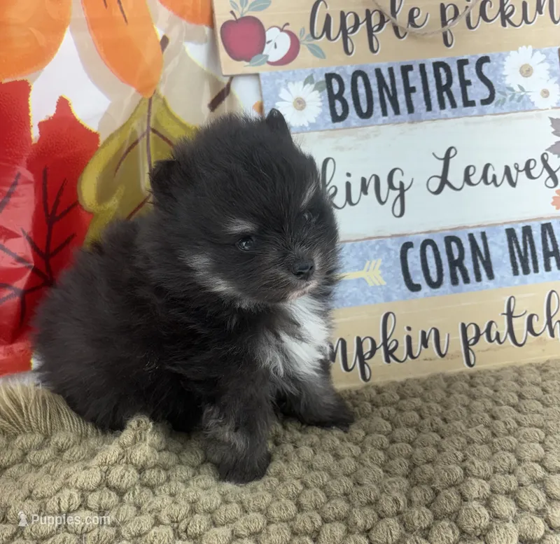 AKC Tyler – Pomeranian puppy for sale in Byron, GA