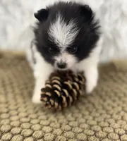 AKC Chase, a male Pomeranian for sale in Byron, GA – 4 of 7