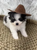 AKC Ella, a female Pomeranian for sale in Byron, GA – 5 of 9