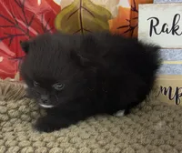 AKC Cole, a male Pomeranian for sale in Byron, GA – 7 of 10