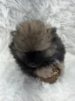 CKC Cooper, a male Pomeranian for sale in Byron, GA – 7 of 8