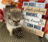 AKC Teddy, a male Pomeranian for sale in Byron, GA – 5 of 9