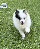 ALC Sinclair , a male Pomeranian for sale in Byron, GA – 1 of 10