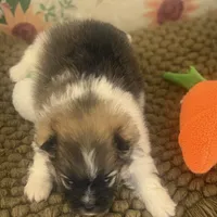 AKC Bella, a female Pomeranian for sale in Byron, GA – Photo 2 of 8