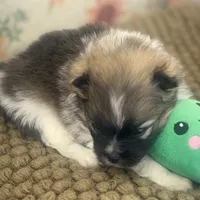 AKC Bella, a female Pomeranian for sale in Byron, GA – Photo 3 of 8