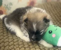 AKC Bella, a female Pomeranian for sale in Byron, GA – Photo 3 of 8