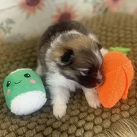 AKC Bella, a female Pomeranian for sale in Byron, GA – Photo 1 of 8