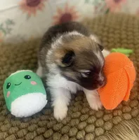 AKC Bella, a female Pomeranian for sale in Byron, GA – Photo 1 of 8