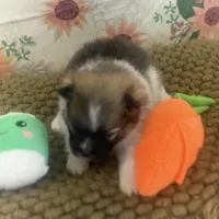 AKC Bella, a female Pomeranian for sale in Byron, GA – Photo 7 of 8