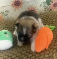 AKC Bella, a female Pomeranian for sale in Byron, GA – Photo 7 of 8