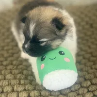 AKC Bella, a female Pomeranian for sale in Byron, GA – Photo 5 of 8