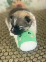 AKC Bella, a female Pomeranian for sale in Byron, GA – Photo 5 of 8