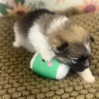 AKC Bella, a female Pomeranian for sale in Byron, GA – Photo 8 of 8