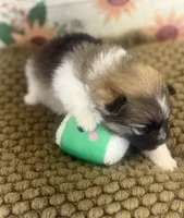 AKC Bella, a female Pomeranian for sale in Byron, GA – Photo 8 of 8