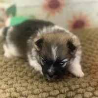 AKC Bella, a female Pomeranian for sale in Byron, GA – Photo 4 of 8