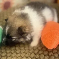 AKC Bella, a female Pomeranian for sale in Byron, GA – Photo 6 of 8