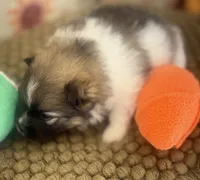 AKC Bella, a female Pomeranian for sale in Byron, GA – Photo 6 of 8