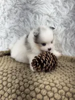 AKC Rain, a female Pomeranian for sale in Byron, GA – 8 of 10