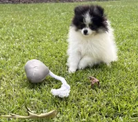 AKC Ella, a female Pomeranian for sale in Byron, GA – 3 of 10