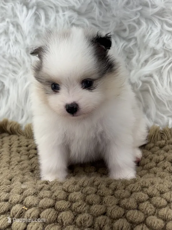 AKC Rain – Pomeranian puppy for sale in Byron, GA