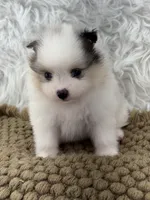 AKC Rain, a female Pomeranian for sale in Byron, GA – 1 of 10