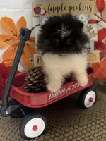 AKC Daisy, a female Pomeranian for sale in Byron, GA – 5 of 9