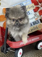AKC Teddy, a male Pomeranian for sale in Byron, GA – 7 of 8