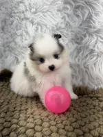 AKC Rain, a female Pomeranian for sale in Byron, GA – 9 of 10