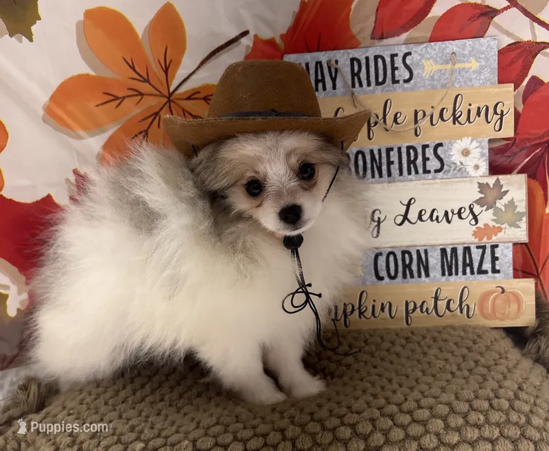 AKC Finn – Pomeranian puppy for sale in Byron, GA