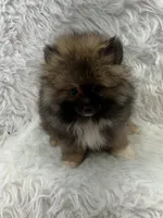CKC Charlie, a male Pomeranian for sale in Byron, GA – 3 of 10