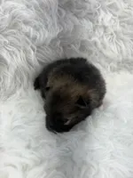 CKC Charlie, a male Pomeranian for sale in Byron, GA – Photo 5 of 9