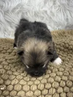 CKC Charlie, a male Pomeranian for sale in Byron, GA – Photo 7 of 9