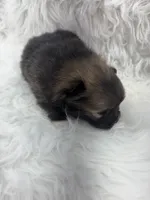 CKC Charlie, a male Pomeranian for sale in Byron, GA – Photo 8 of 9