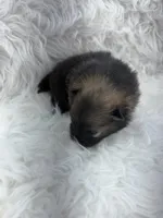 CKC Charlie, a male Pomeranian for sale in Byron, GA – Photo 9 of 9