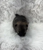 CKC Charlie, a male Pomeranian for sale in Byron, GA – Photo 3 of 9