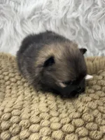 CKC Charlie, a male Pomeranian for sale in Byron, GA – Photo 6 of 9