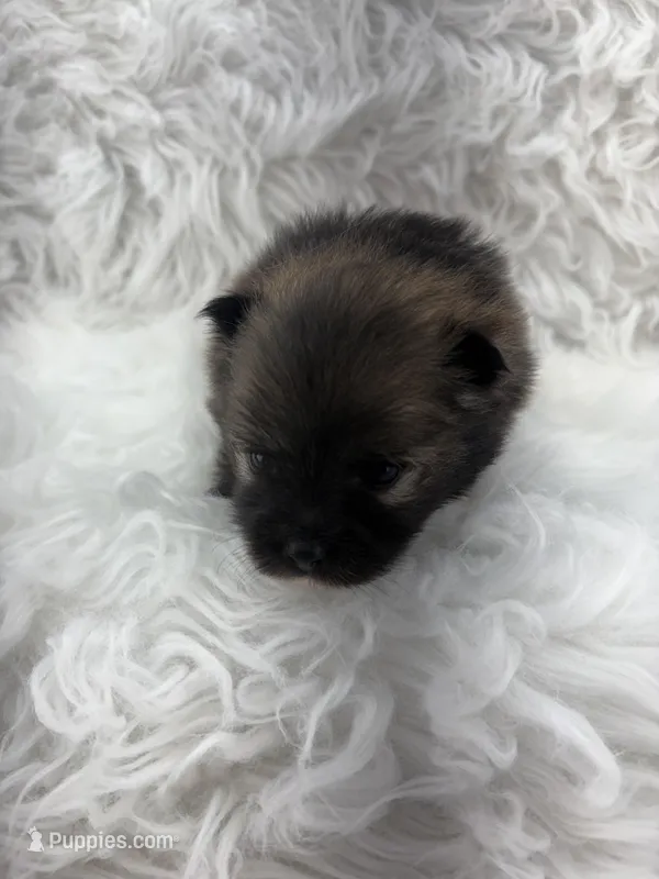 CKC Charlie – Pomeranian puppy for sale in Byron, GA