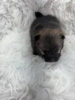 CKC Charlie, a male Pomeranian for sale in Byron, GA – Photo 2 of 9