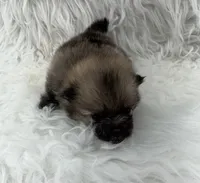 AKC Gabe, a male Pomeranian for sale in Byron, GA – 3 of 4