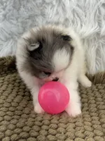 AKC Amelia, a female Pomeranian for sale in Byron, GA – 3 of 10