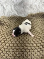 AKC Ella, a female Pomeranian for sale in Byron, GA – Photo 4 of 5