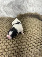 AKC Ella, a female Pomeranian for sale in Byron, GA – Photo 2 of 5