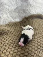 AKC Ella, a female Pomeranian for sale in Byron, GA – Photo 3 of 5