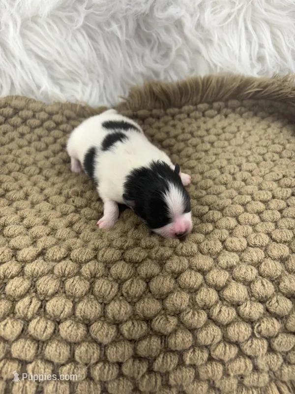 AKC Ella – Pomeranian puppy for sale in Byron, GA