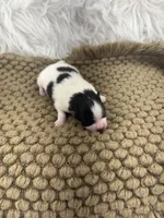 AKC Ella, a female Pomeranian for sale in Byron, GA – Photo 1 of 5