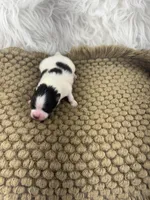 AKC Ella, a female Pomeranian for sale in Byron, GA – Photo 5 of 5