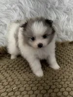 AKC Amelia, a female Pomeranian for sale in Byron, GA – 7 of 10