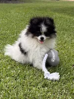 AKC Ella, a female Pomeranian for sale in Byron, GA – 7 of 10