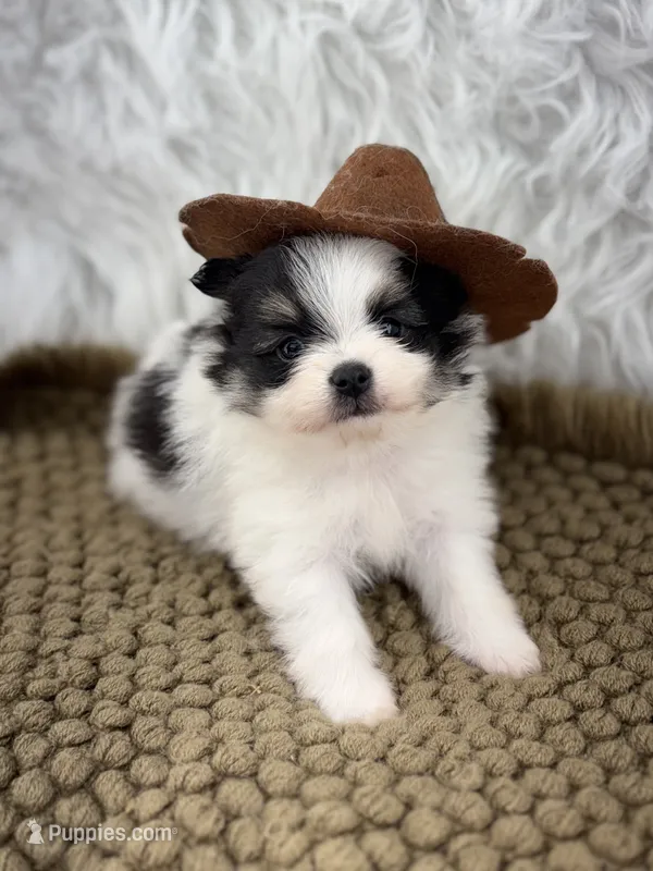 AKC Ella – Pomeranian puppy for sale in Byron, GA