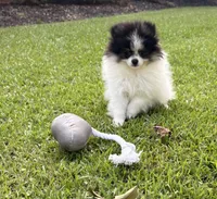 AKC Ella, a female Pomeranian for sale in Byron, GA – 10 of 10